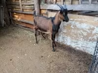 公山羊, Alpine goat — 照片 2