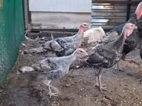 Turkeys — foto 3