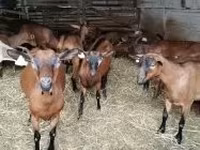 雌ヤギ, Alpine goat — 写真 3