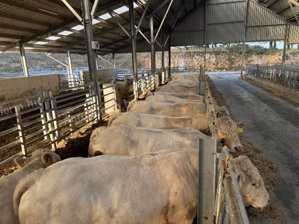 Touro, Charolais cattle