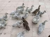 Ducks — fotografija 2