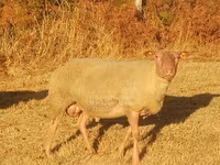 Ovan, Rouge de l’Ouest sheep — fotografija 2