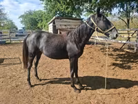 Kobyła, Lipizzaner — zdjęcie 3