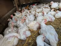 Chickens — fotografija 3