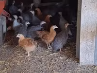 Guinea fowl — الصورة 3