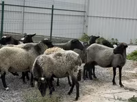 Schaf, Romanov sheep — Foto 3