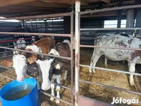 公牛, Cattle — 照片 2