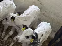 Bull, Cattle — photo 1