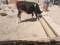 雌牛, Russian Black pied cattle — 写真 2