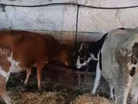 Krowa, Rasa jerseyjska — zdjęcie 2