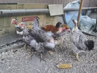 Chickens — photo 3