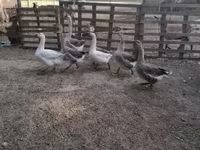 Ducks — fotografija 4