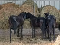 Cavalo, Dutch warmblood horse — foto 5