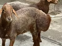 Moutons (lot, sexe non indiqué), Moutons — photo 3