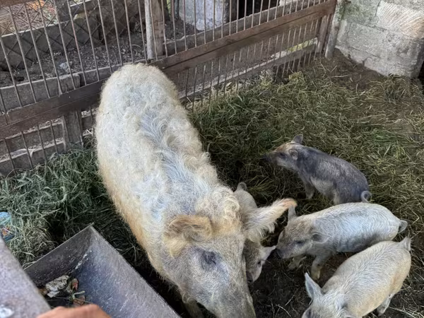 Krmača, Мангалица