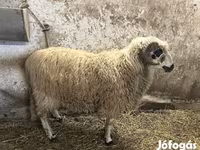Ovan, Racka sheep — fotografija 2