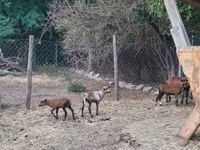 Ovan, Cameroon sheep — fotografija 4