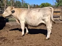 Kuh, Charolais cattle — Foto 1