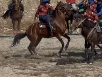 At, Akhal-Teke — foto 3