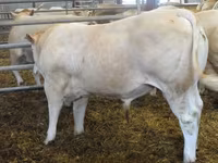 Bik, Blonde d’Aquitane cattle — fotografija 2