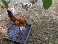 Bantam Japonesa — foto 7
