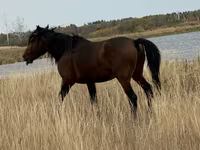 Pastuv, Kazakh horse — fotografija 4