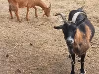 Ешкі, Alpine goat — 1-сурет