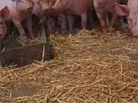 Pigs (batch, sex not specified), Крупная белая — photo 3