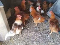 Chickens — fotografija 1