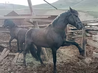 Pastuv, Altai horse — fotografija 4