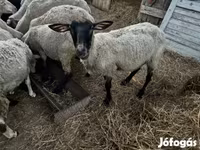 Oveja, Dorper sheep — foto 3