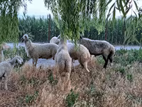 Ram, Sheep — photo 4