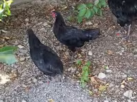 Chickens — fotografija 1