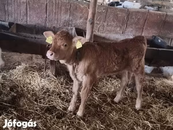 Byk, Simmental cattle