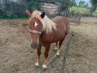 母马, Horses — 照片 7
