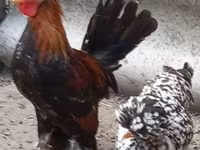 Chickens — zdjęcie 2