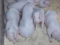 Knur, Świnie — zdjęcie 5