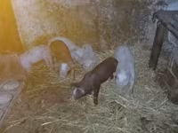 Säue, Schweine — Foto 2
