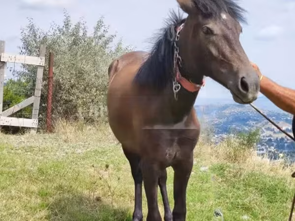 Jument, Chevaux