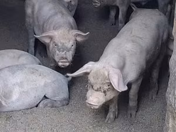 Мегежін, Шошқалар
