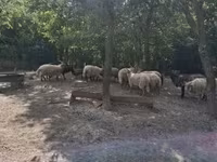Schaf, Racka sheep — Foto 1