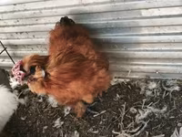 Silkie — zdjęcie 5