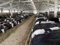 Krava, Yaroslavl cattle — fotografija 4