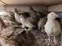 Quails — zdjęcie 4