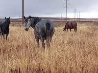 Кобила, Kazakh horse — фото 2