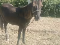 Kobila, Azerbaijan horse — fotografija 1