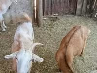 Cabras (lote, sexo não especificado), Cabras — foto 3