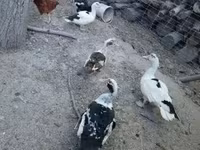 Chickens — zdjęcie 6