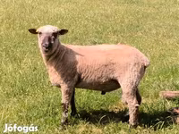 Ovan, Shroshire sheep — fotografija 1