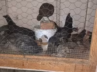 Chickens — fotografija 5